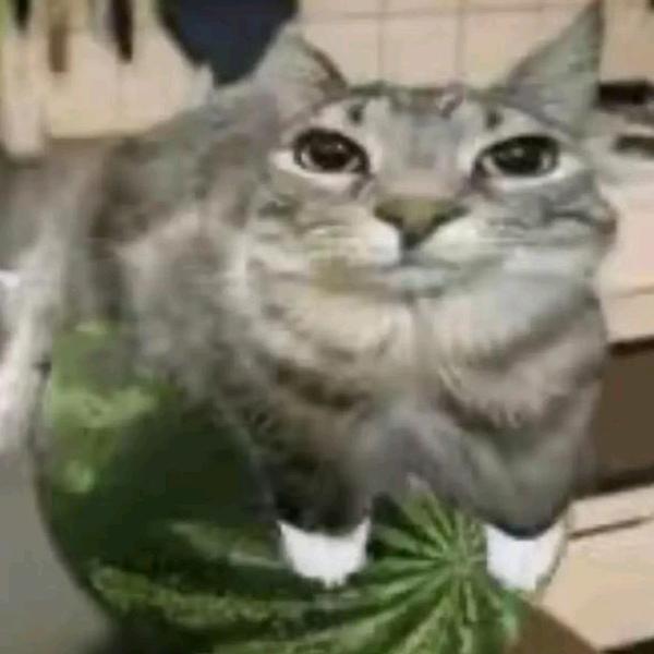 小辞猫meme