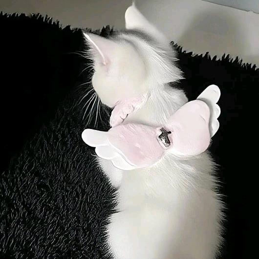 喵喵大王ฅ^•ﻌ•^ฅ