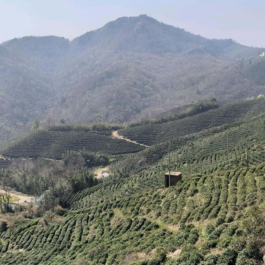 茶农小东