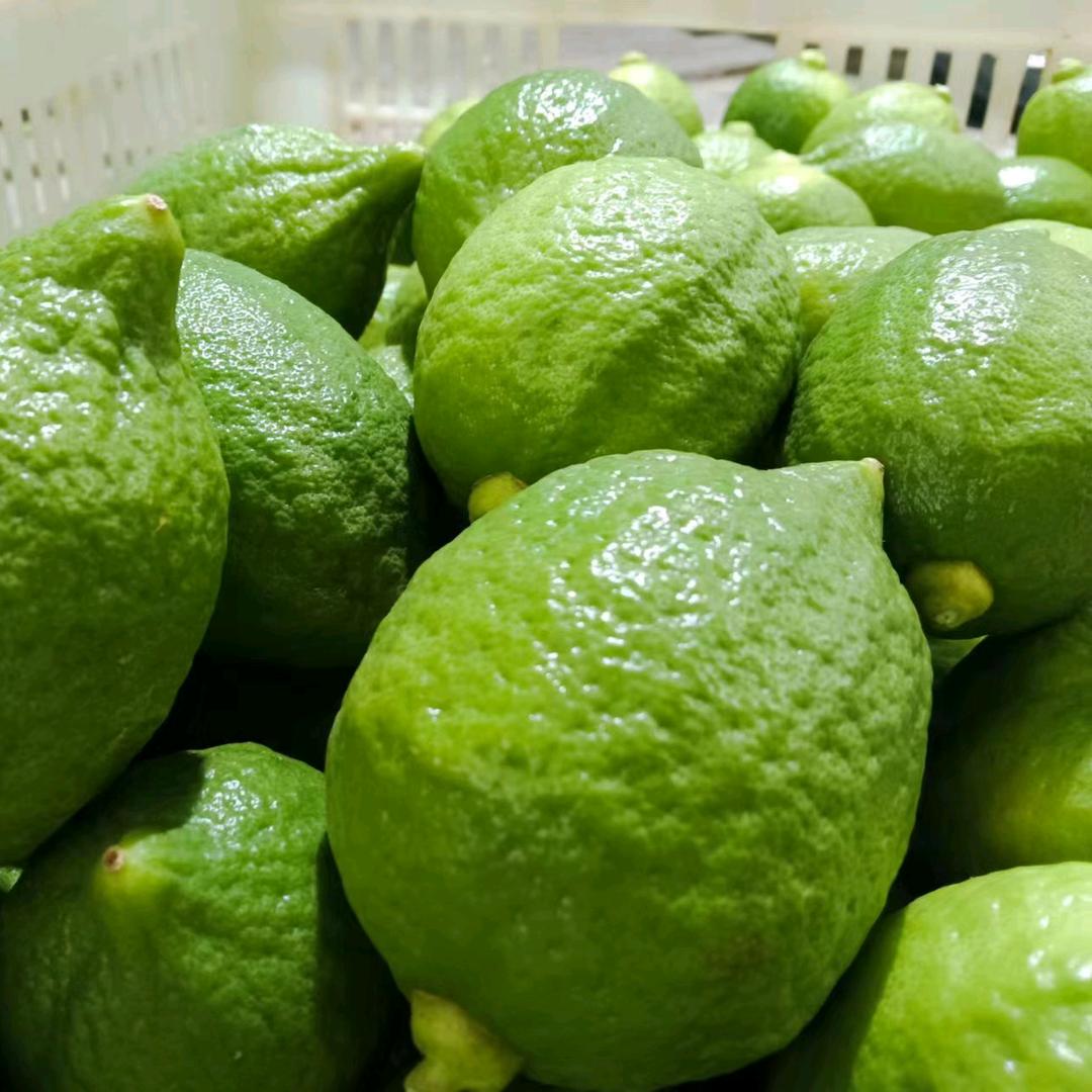 广东香水柠檬（湛江）