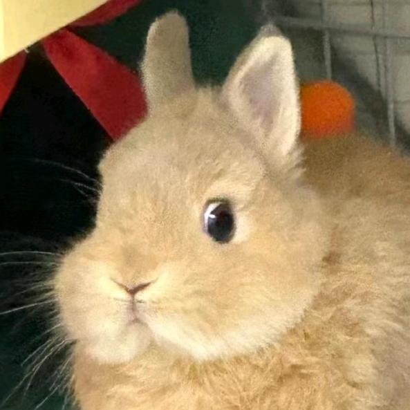 芒果荔枝的追星日记