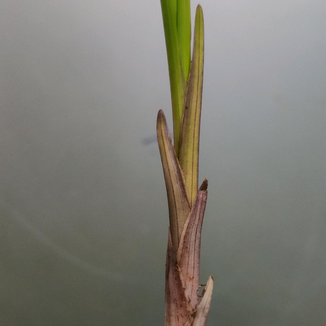 莲瓣资源赌草☞速★涛☜