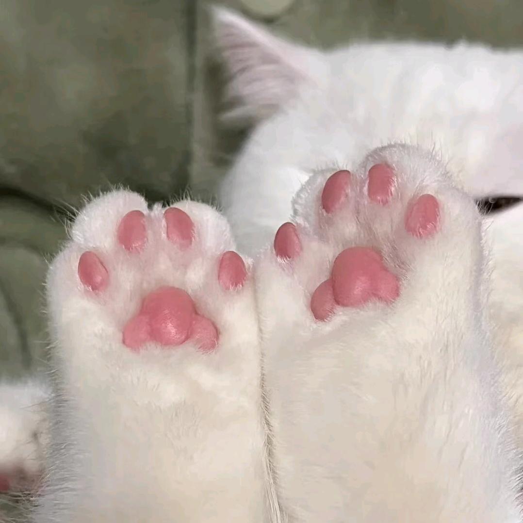 猫窝宠物《花花》