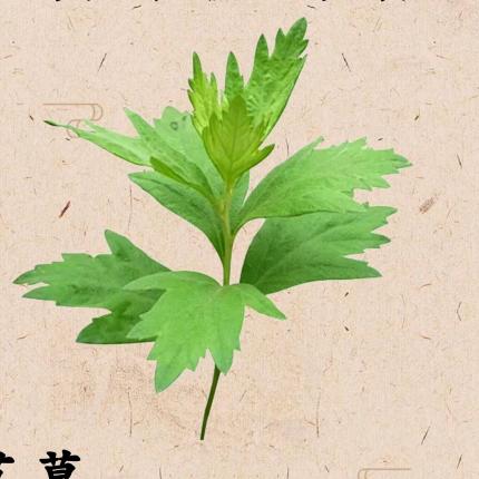 艾叶