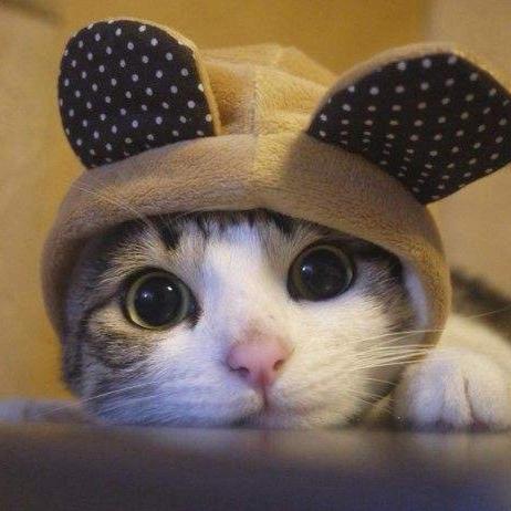 萌萌的猫猫🐱🥤