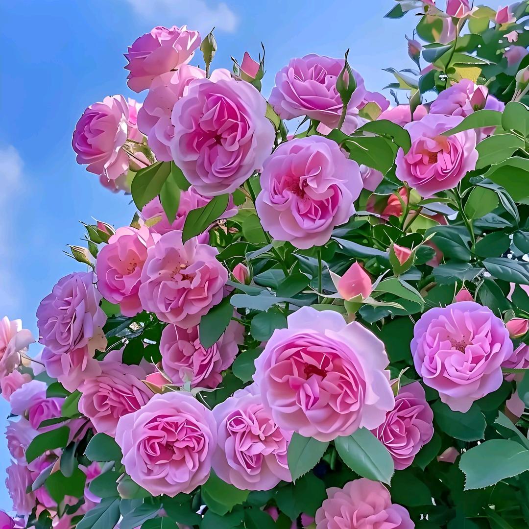 🎋森森🎋