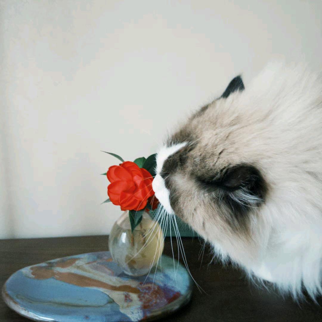 圈