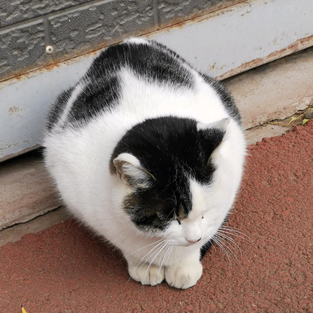 SaffronTangerine