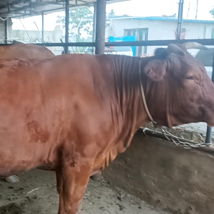 惠丰养牛人