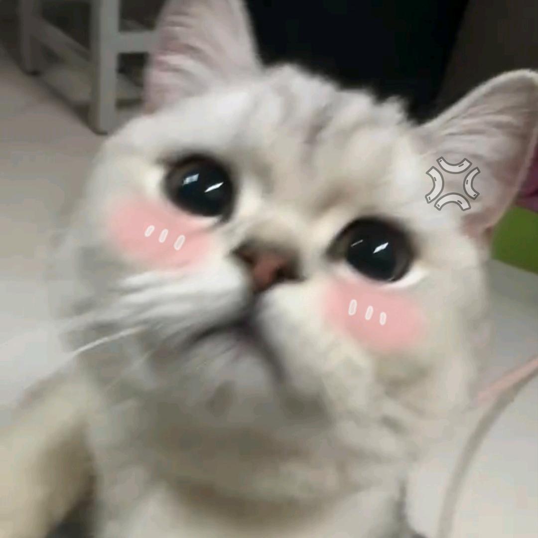 皮皮猪
