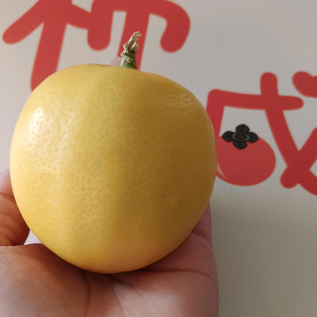 刺玫瑰