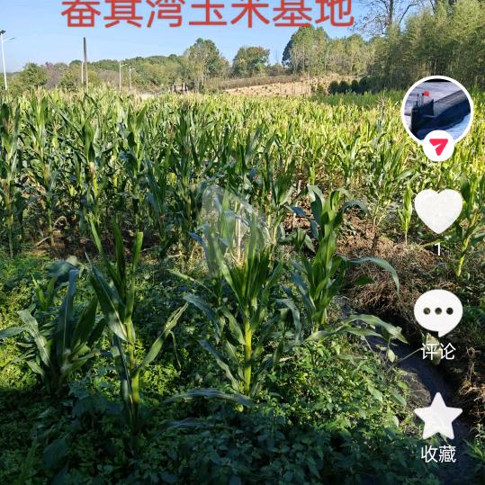 土谷庙村怪事多