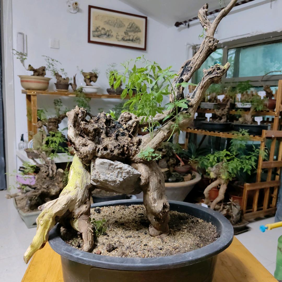 末了