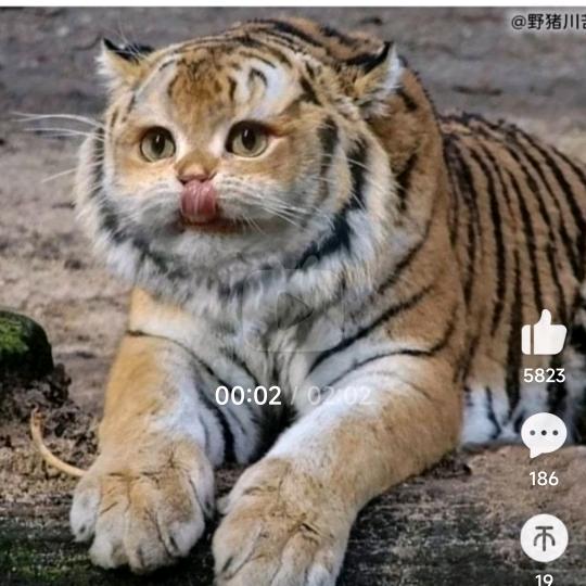 星灵甄选阁