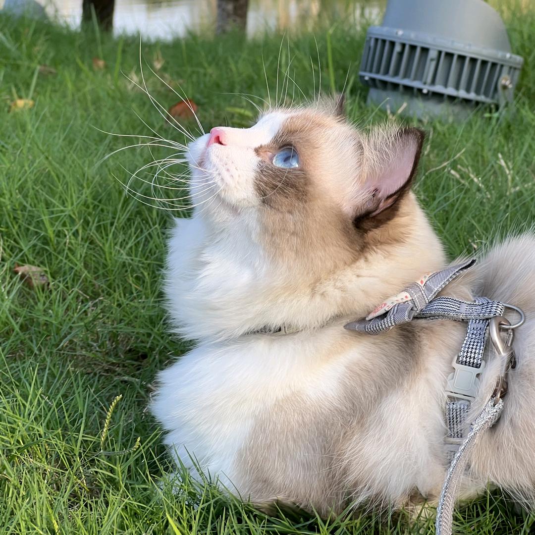 喵腻的猫meme小剧场