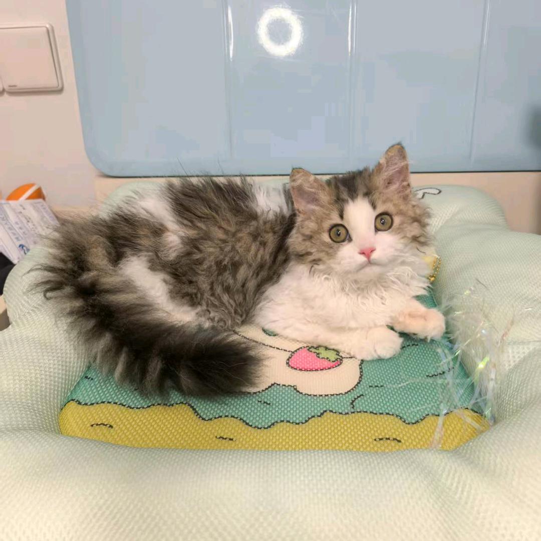 奶酪🧀是只赛凯猫（省💰版）