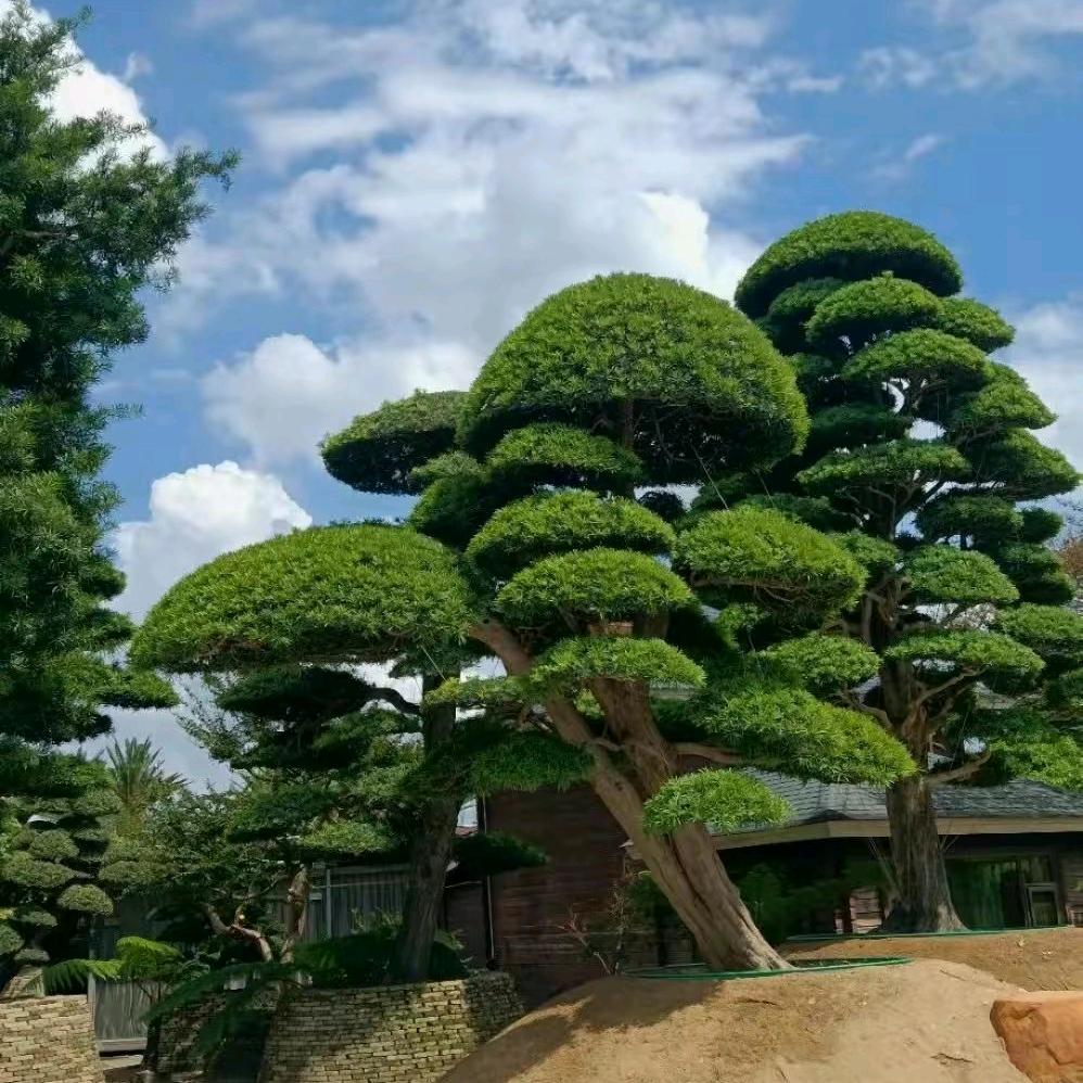 桃哥