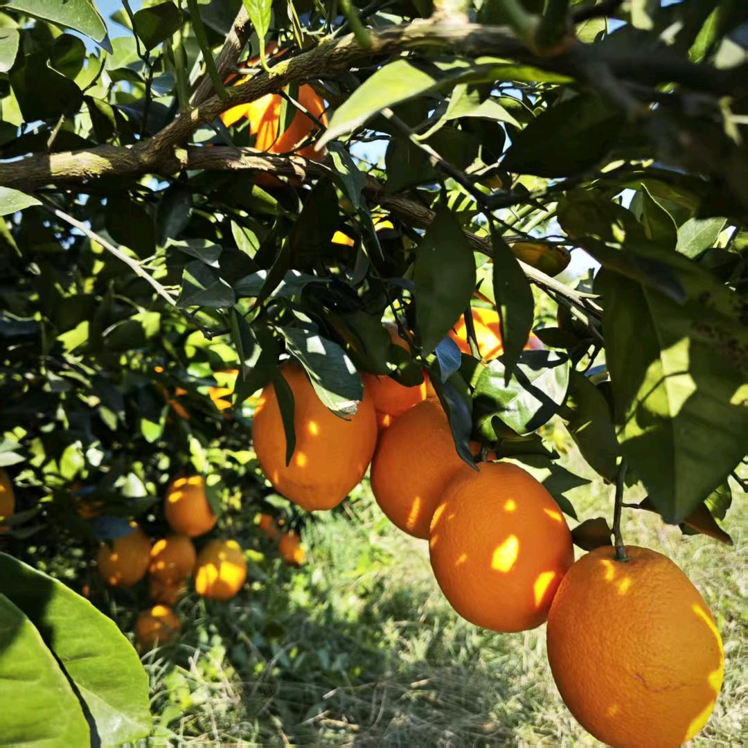 圣安一队家庭农场