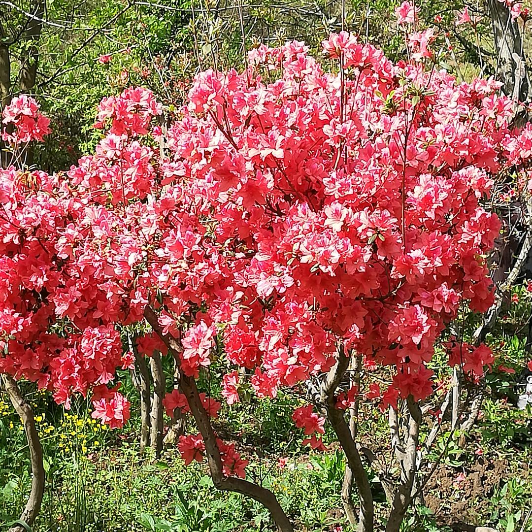 月圆则缺