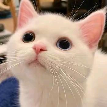 会飞de猫