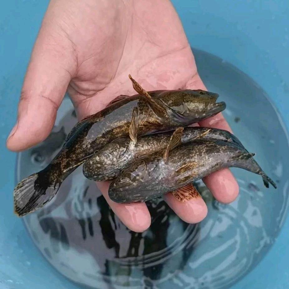 AAA浙江开化清水虎头鲨繁育中心