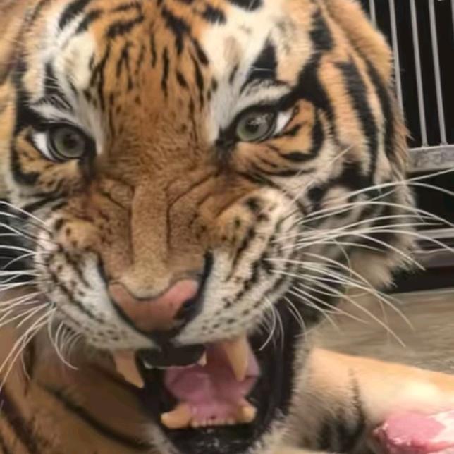 🐯