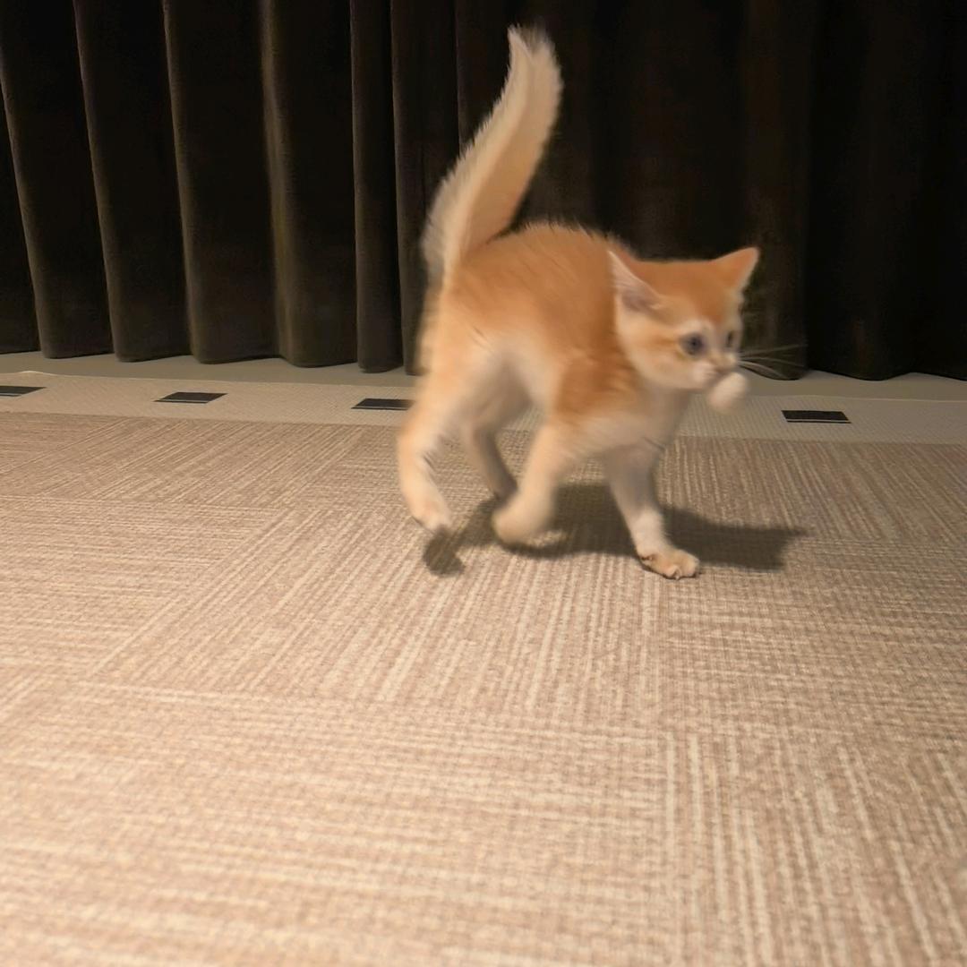 妞妞🐱