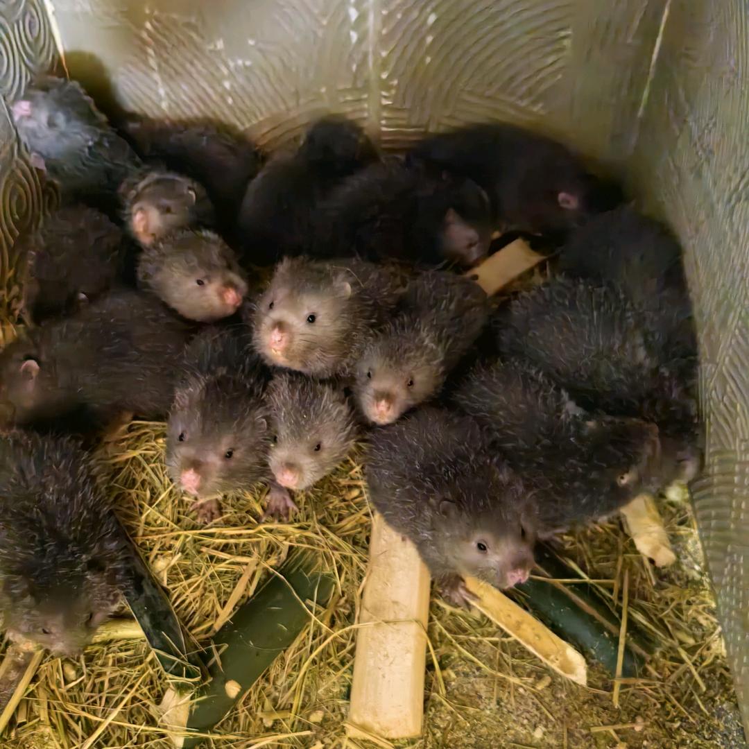 江西竹鼠养殖