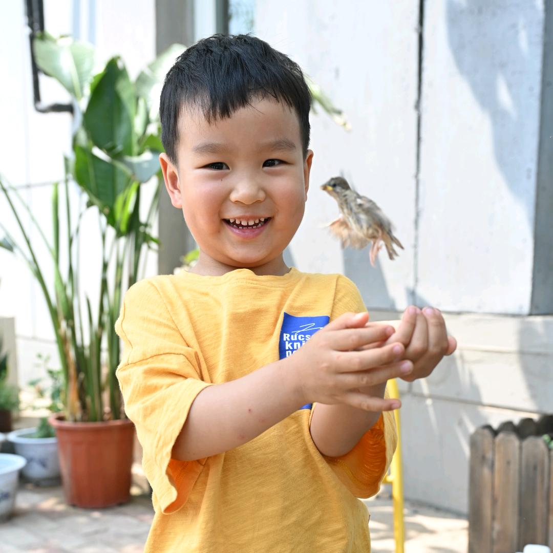 一只小海豹
