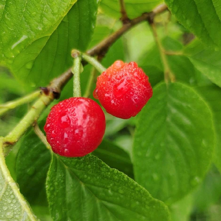 我是一个小小的石头🍎🍎🍎
