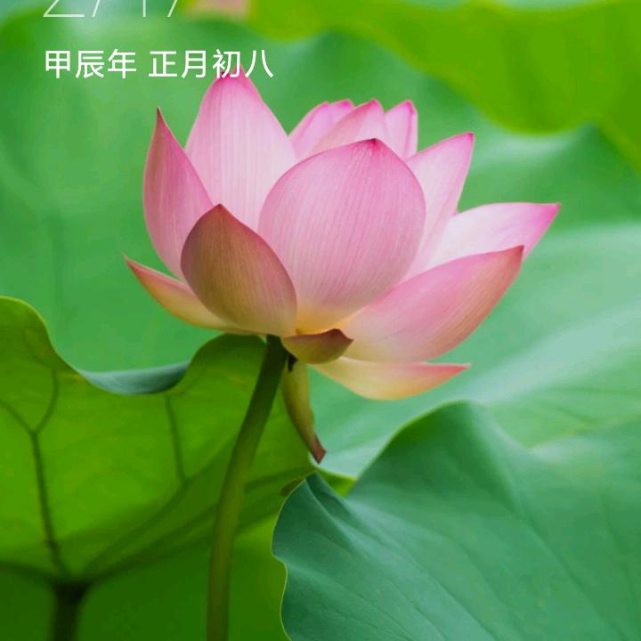 艾米奶奶