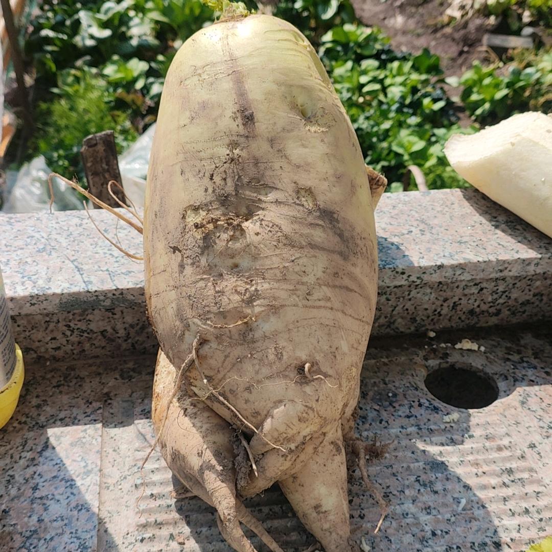 貔貅¹⁰¹²