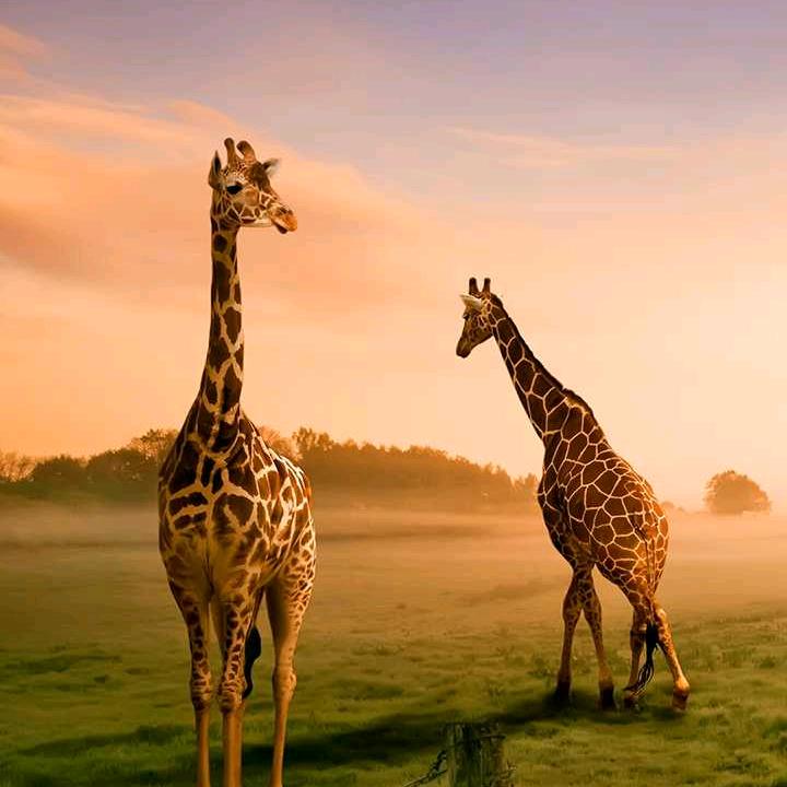 爱吃零食的小思妹