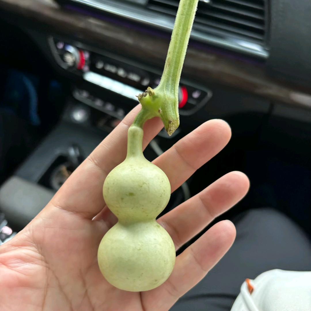 小福葫芦