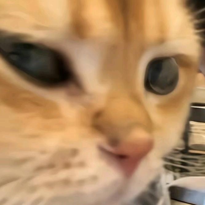沉白