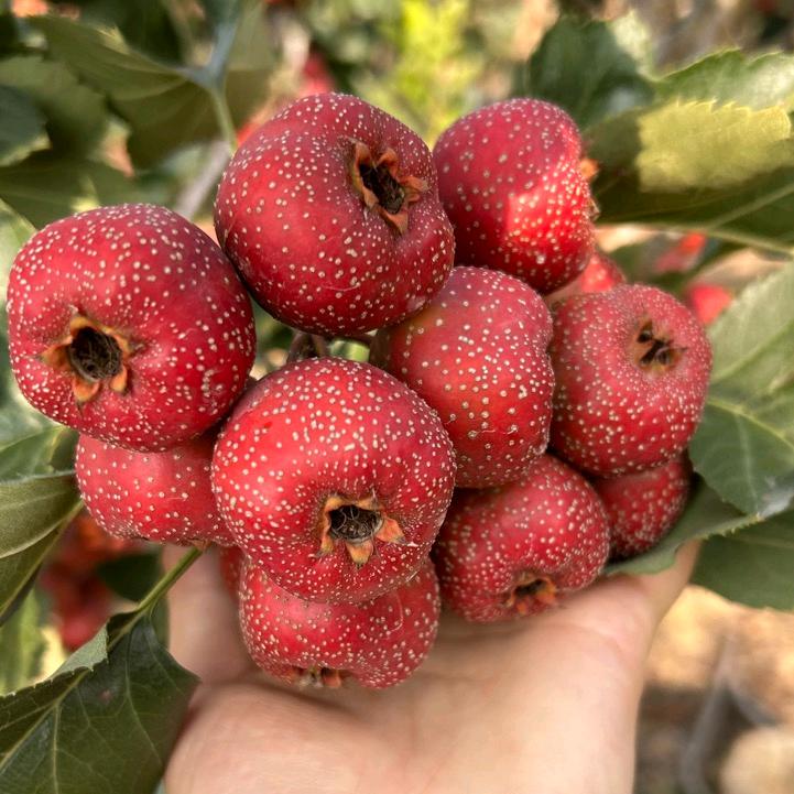 沂蒙山鲜果果园