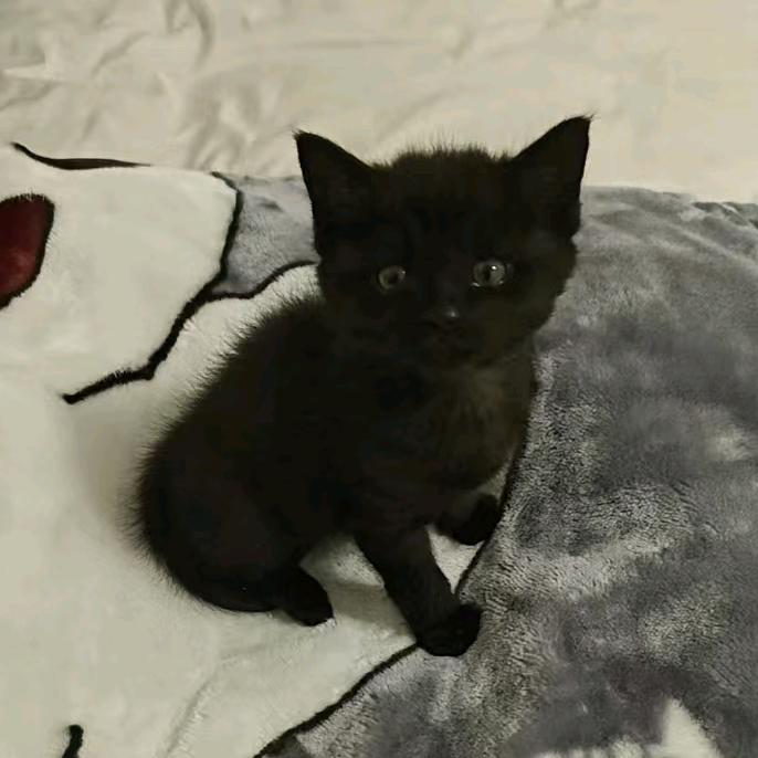 泰子妃万柳店60号