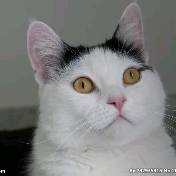 养猪的平凡人(工作号）