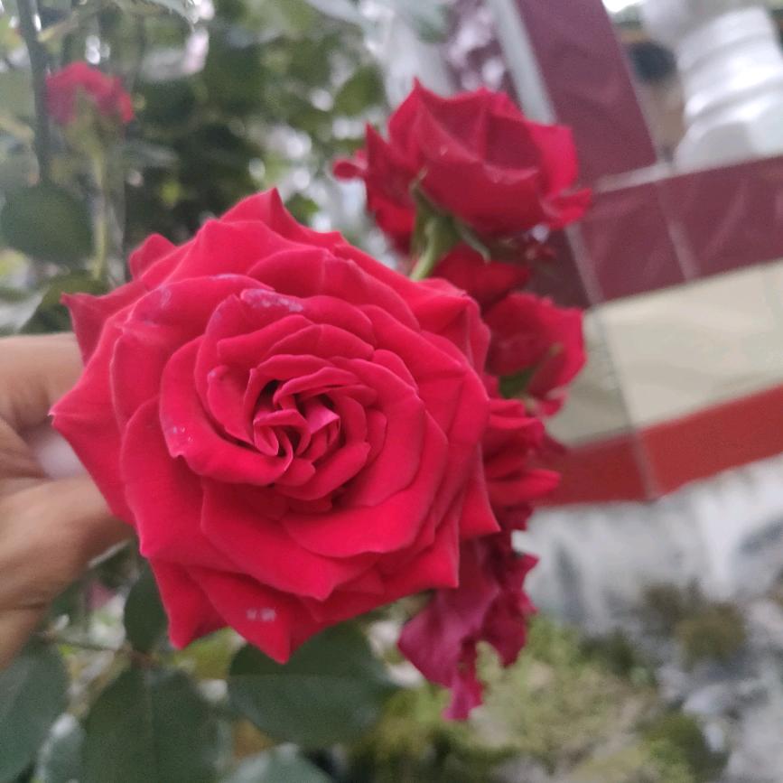 我已不再年轻了