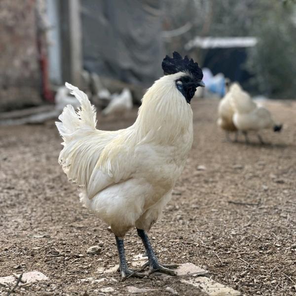 荷塘月色家庭农场