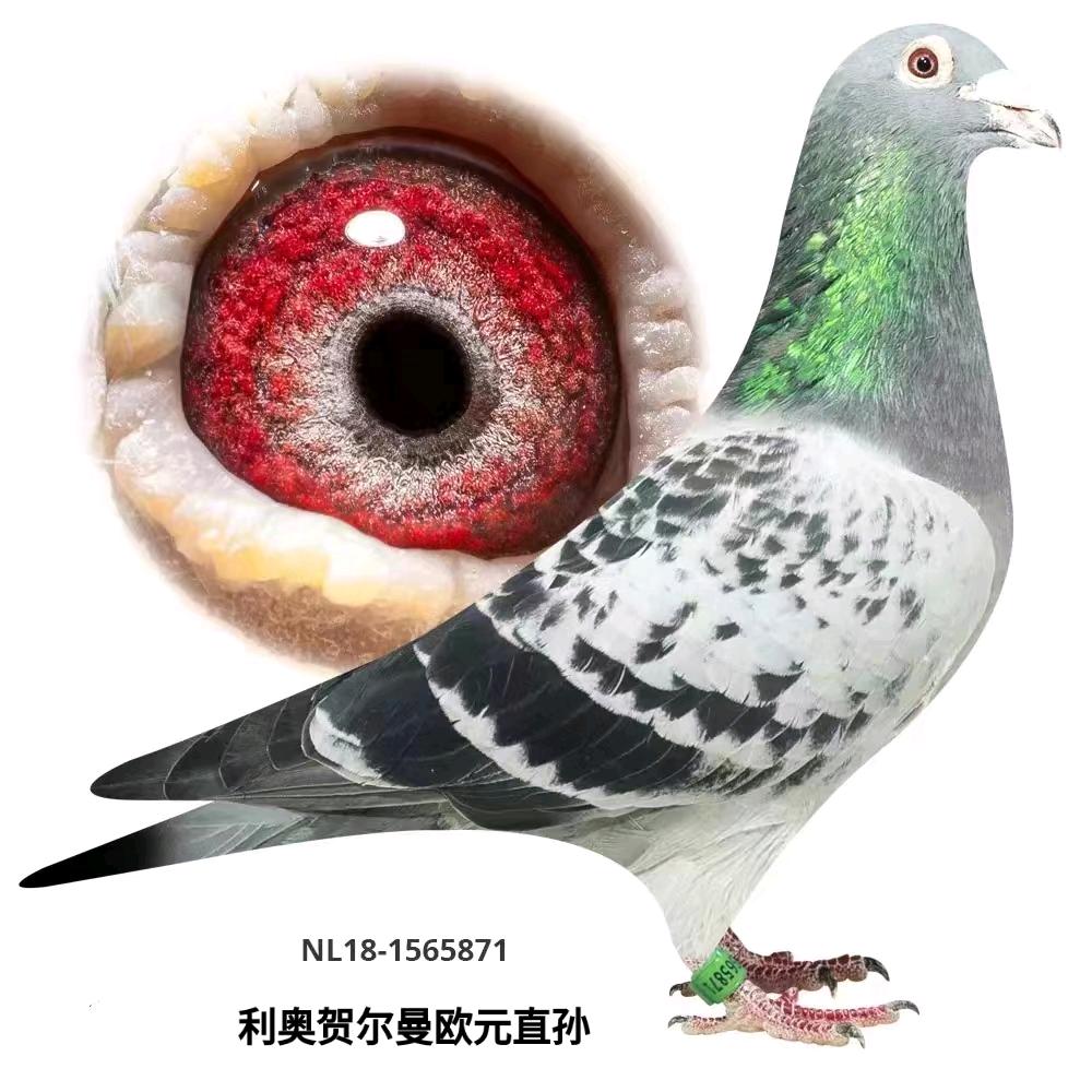 俊翔鸽舍