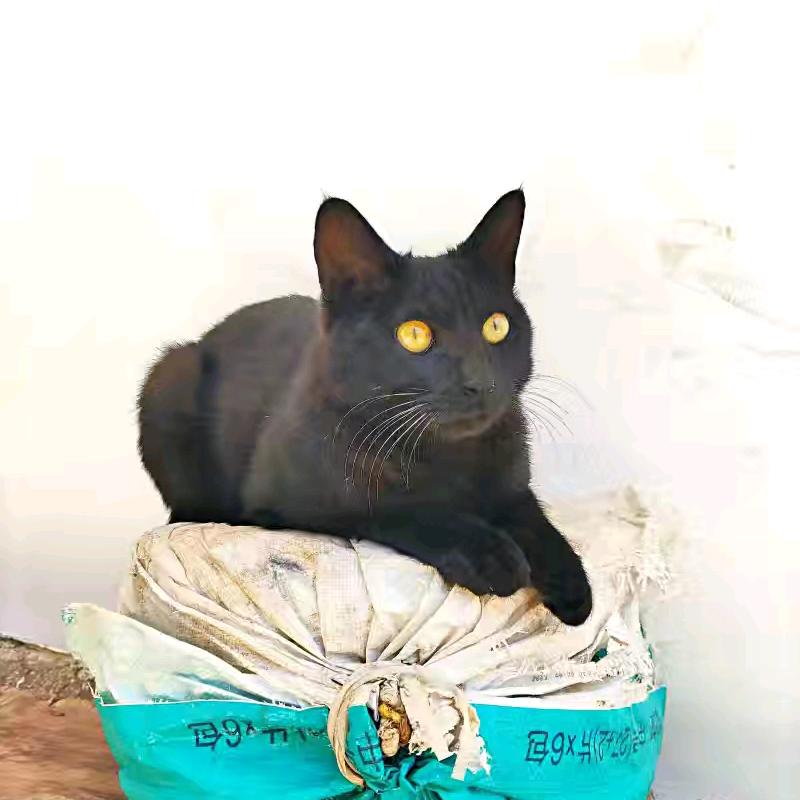 小米是只田园猫