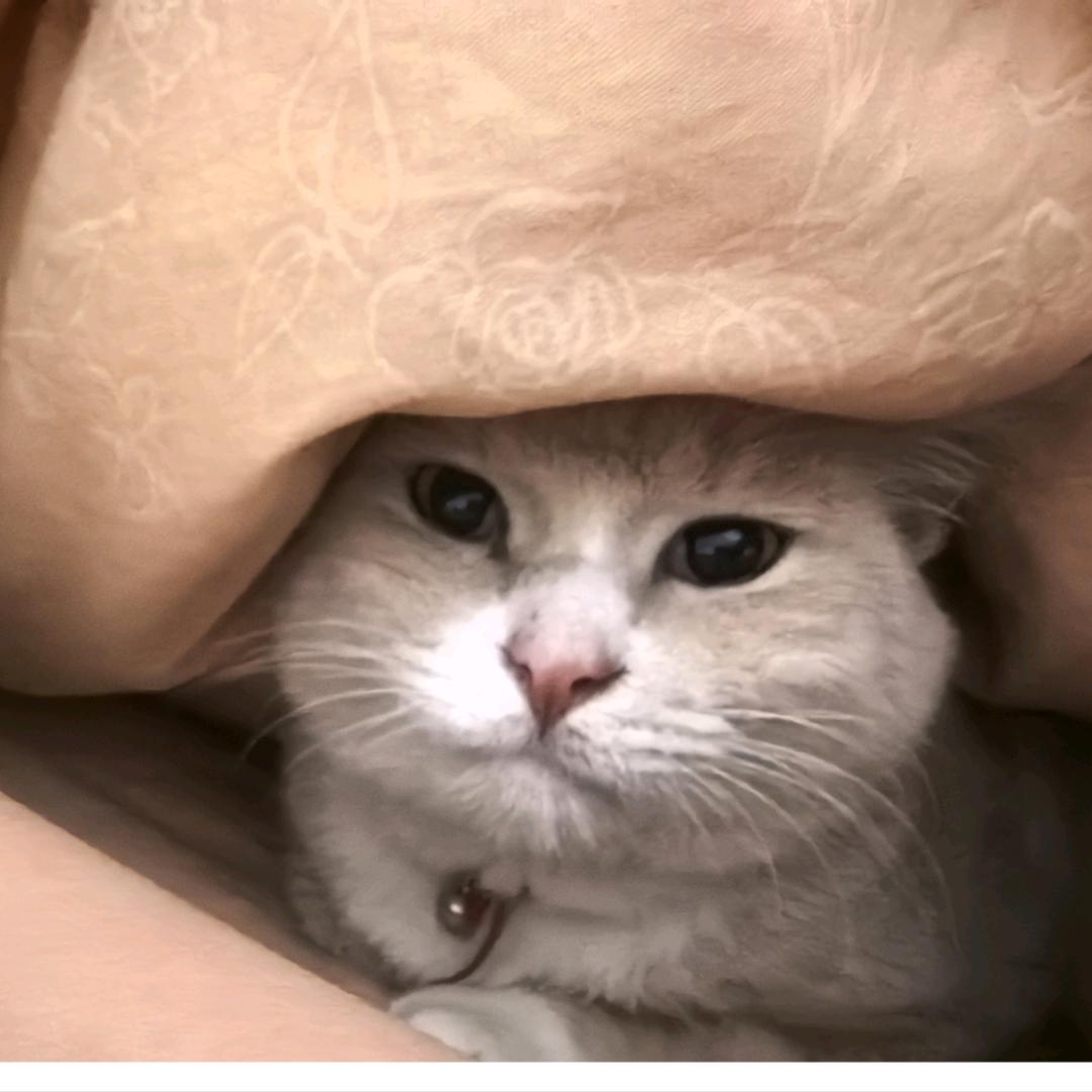 自由，热爱
