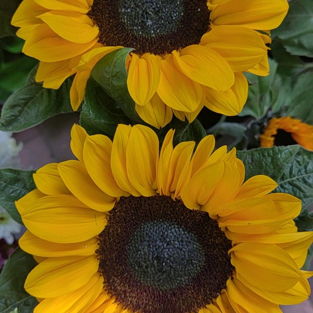 是小猪猪小可爱。🐷🐷🐷🐷🐷🐷