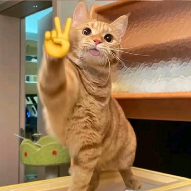 益生菌🐱
