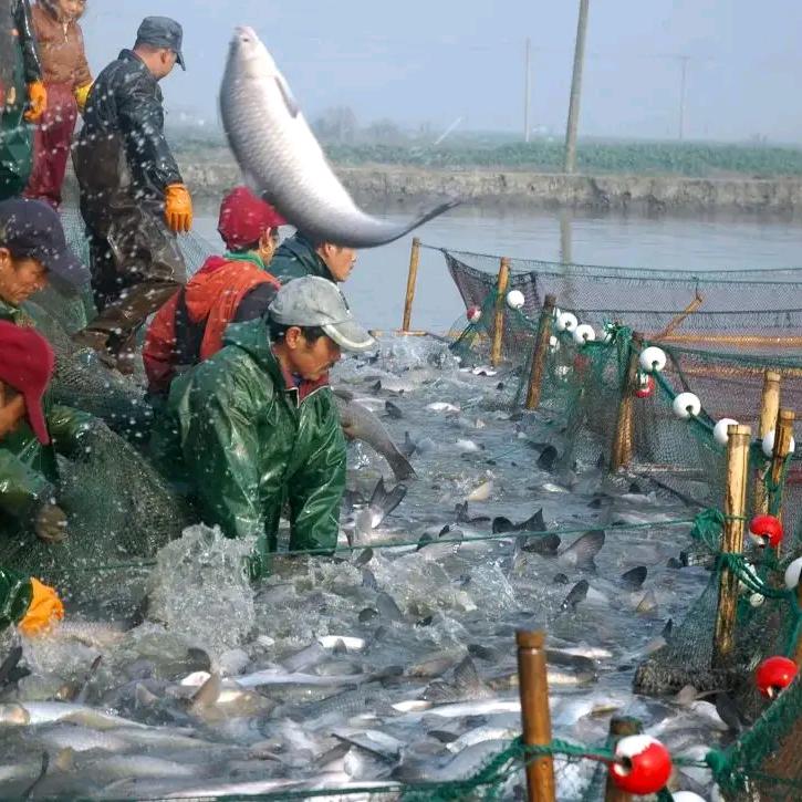 金陵丰海渔业养殖