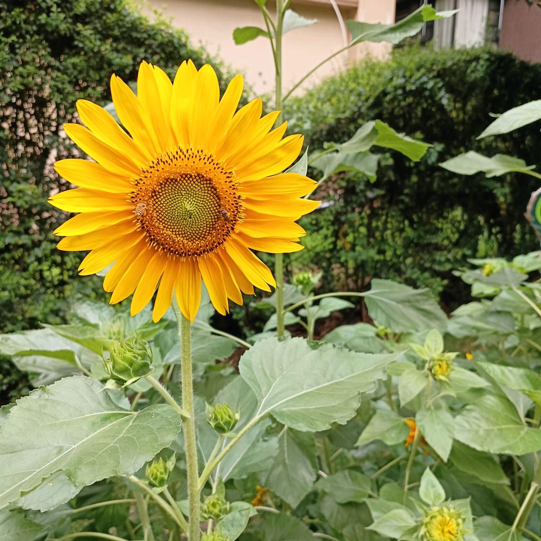 阳阳(不定时开播）