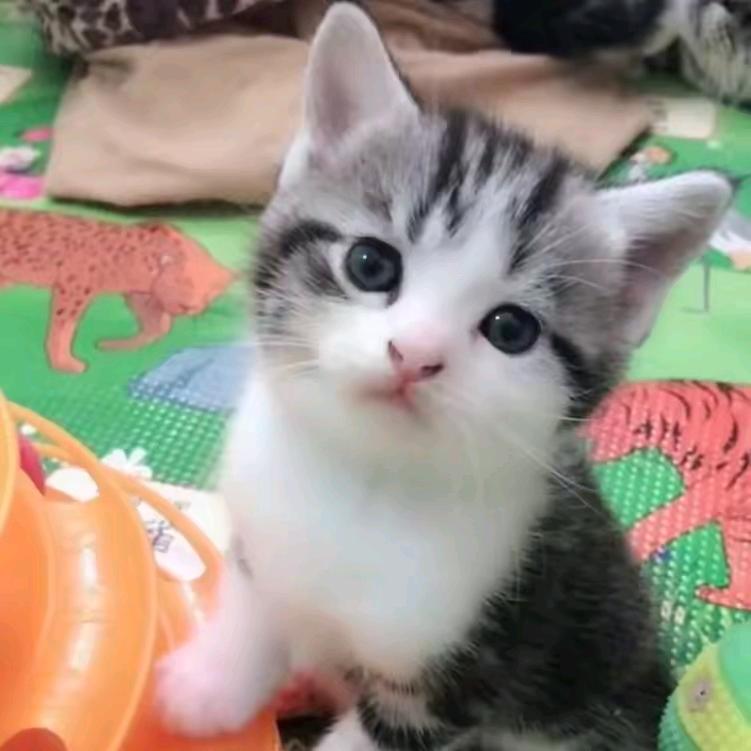 爱吃草莓的小涵涵