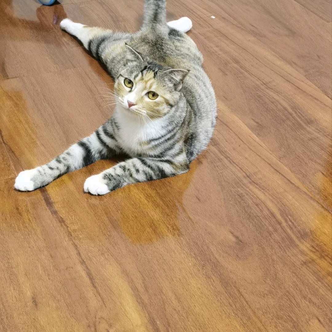 小香蕉猫（要破2万粉）