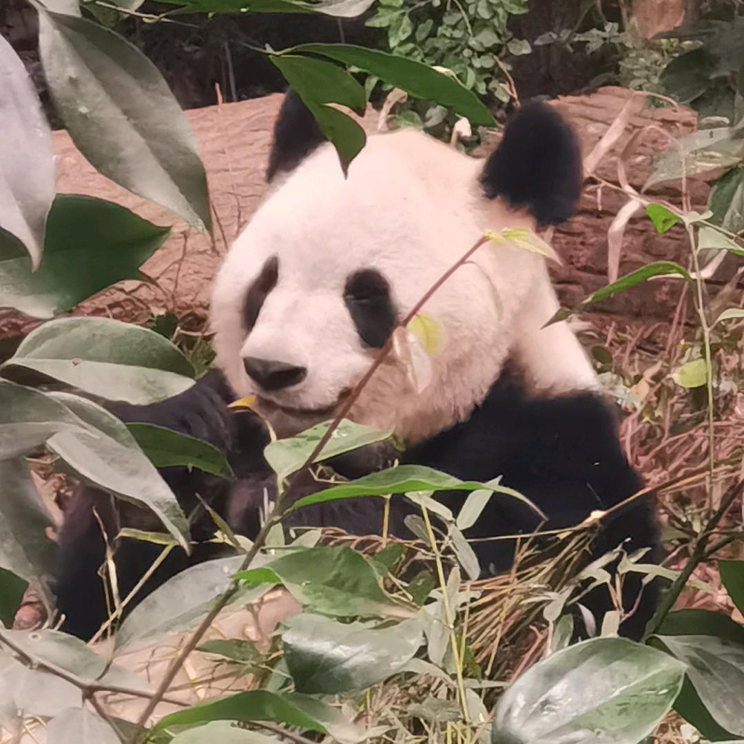 蓉儿